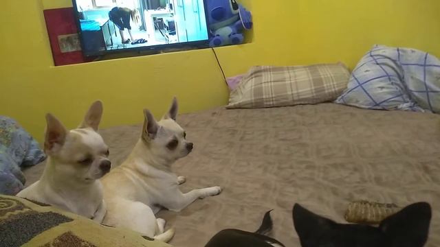 валяемся с моими чихуахуа Симферополь Кастропуло продам щенков смотреть онлайн