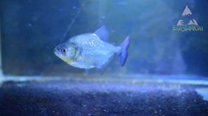 ТОП 5 ХИЩНЫХ АКВАРИУМНЫХ рыб  Самые популярные виды хищных пираний