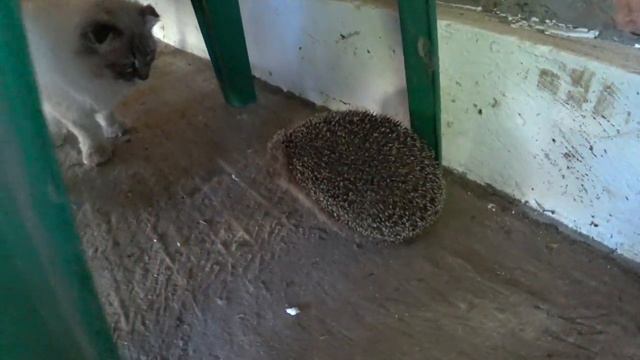 Все утро с вами🧡😊 На них можно смотреть без конца🐥🐤 Минутка красоты🌹🌹🌹Жизнь в своем доме🏡 смотреть онлайн