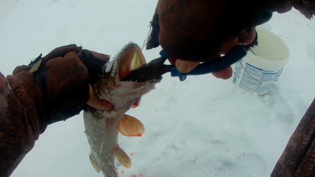 3.02. 2022.РЫБАЛКА НА ЖЕРЛИЦЫ.ЩУКА В ФЕВРАЛЕ смотреть онлайн