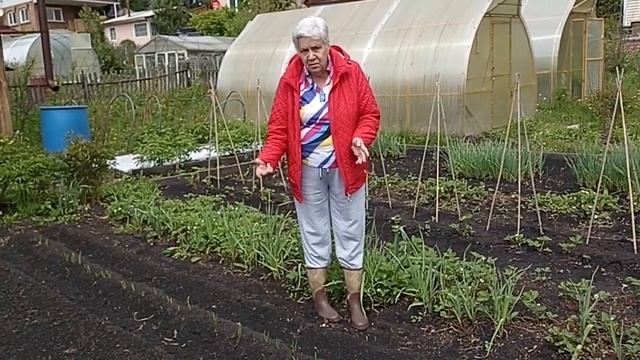 548. Лук Бамбергер. смотреть онлайн