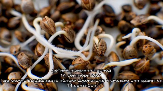 Сбор качественных семян огурца смотреть онлайн