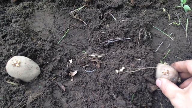 Мой способ посадки картофеля смотреть онлайн