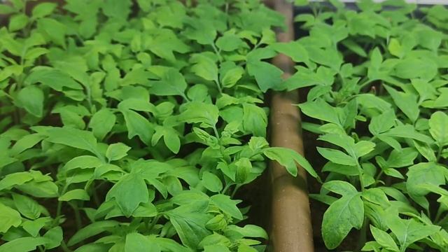 Мой лучший способ выращивания рассады томатов Рио-Гранде, Каста F1 Супернова, Линда F1, Асвон F1. смотреть онлайн