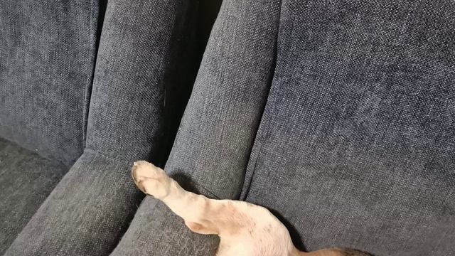 Кошара хулиганит