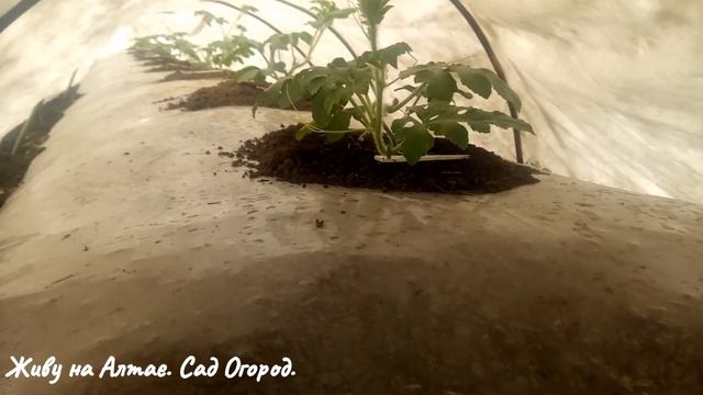 Арбузы на плёнке - заморозки. Дают ли стебли Арбузов дополнительные корни. смотреть онлайн