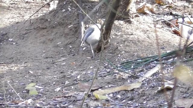 Буроголовая гаичка или пухляк. ( Poecile montanus ) смотреть онлайн