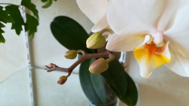 МОЯ ПРЕКРАСНАЯ, НЕЖНАЯ, ВОЗДУШНАЯ, ИЗЯЩНАЯ #LOVE SUN. #PHALAENOPSIS #ORHIDS #ORJIDEA #FLOR смотреть онлайн