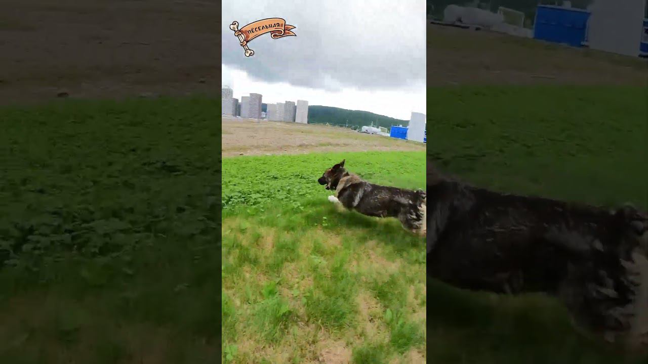 Протест! И не догнать! смотреть онлайн