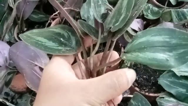 scindapsus treubii dark silver смотреть онлайн