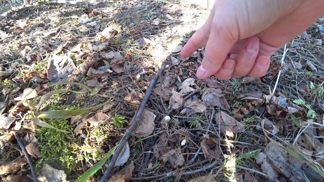 В лес 30 марта 2023 смотреть онлайн