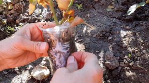 Размножение розы,воздушным отводком.С результатом.