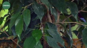 Желтеют и опадают листья у фикуса Бенджамина. Что делать?