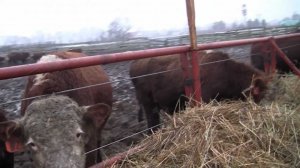 ФХ "ДИК" Содержание мясного КРС. Мясной скот на откорме. Откорм бычков.