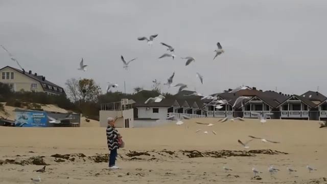 Звуки моря. Чайки и штормящее море смотреть онлайн
