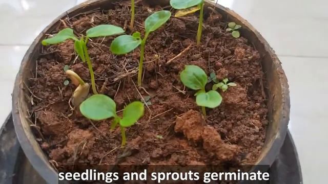 Planting Seeds - Class 3 EVS Activity #garden #seeds смотреть онлайн