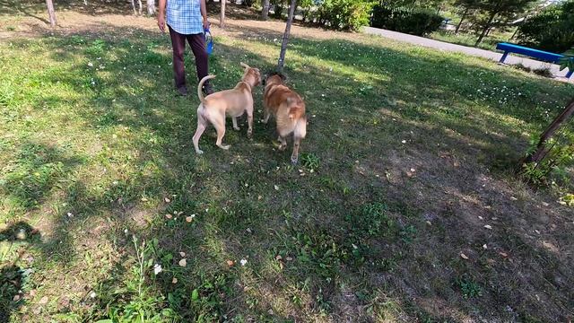 Вцепится ли питбуль в незнакомую собаку, ситуация на прогулке ???? смотреть онлайн