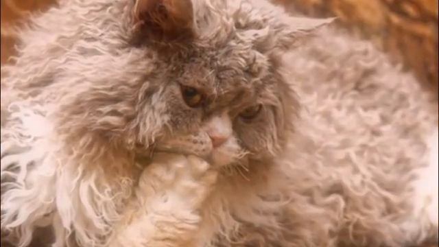 САМЫЕ ЛЕНИВЫЕ ПОРОДЫ КОШЕК The most lazy cats смотреть онлайн