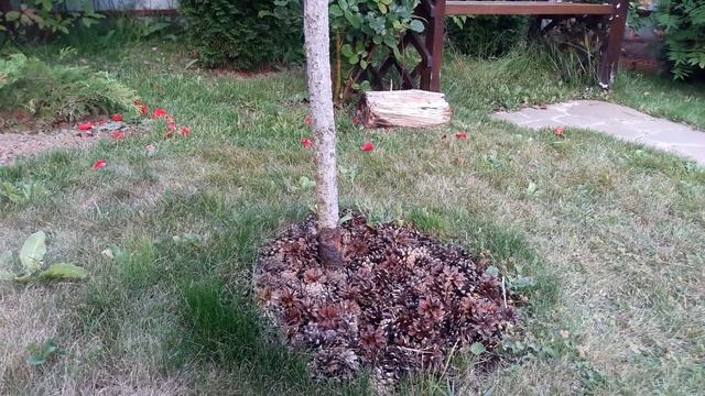 Предметы, которые украшают наш сад. смотреть онлайн