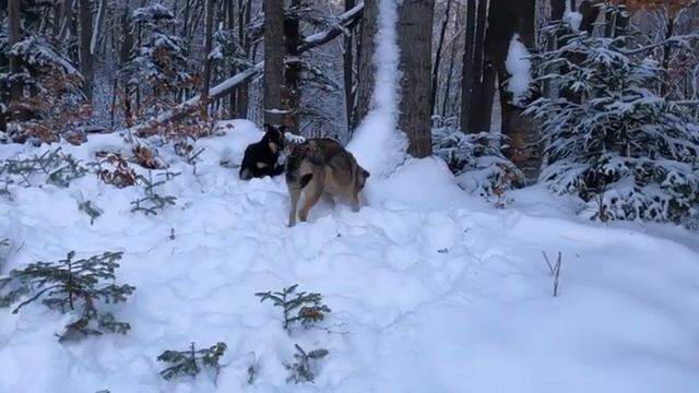 Трускавец отель 365 . Экскурсия острый камень крепость Тустань.Часть 1 смотреть онлайн