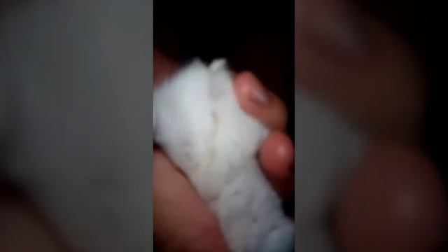 как отличить пол хомяка ?? смотреть онлайн