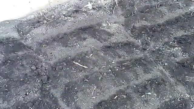 Влог.Сеем сладкий горошек. смотреть онлайн