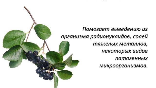 Польза черноплодной рябины. смотреть онлайн