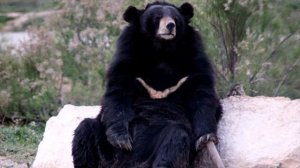 Гималайский Медведь интересные факты