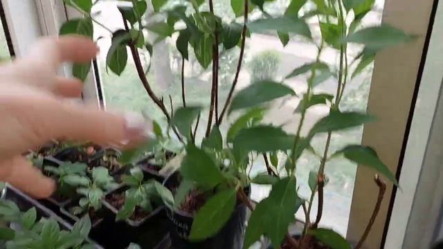 Советы блогеров?стоит ли повторять?♀️ смотреть онлайн