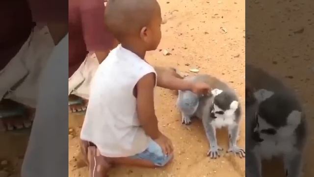 Король Джулиан требует ласки смотреть онлайн