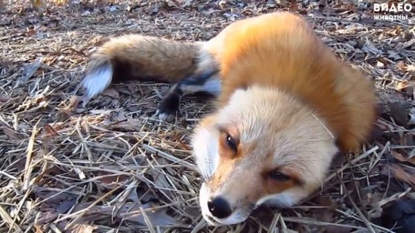 Домашняя лиса