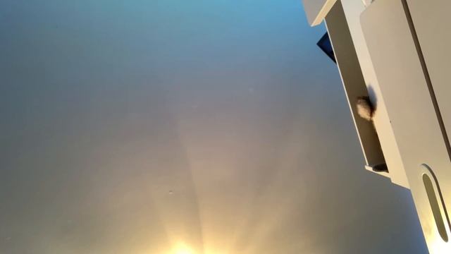 Pink Roblox player смотреть онлайн