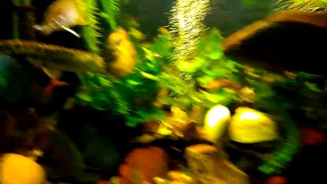 Крупные экзотические рыбы кормление .Часть1 смотреть онлайн