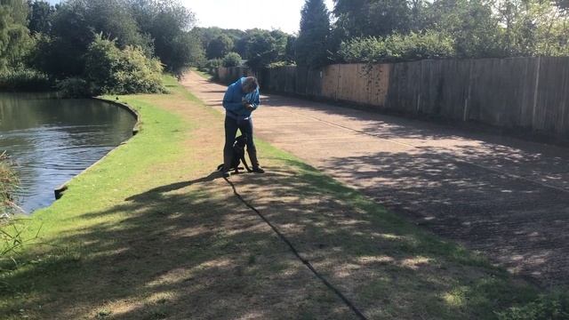 Charlie the 4 month old Labrador puppy - 4 Weeks Residential Dog Training смотреть онлайн