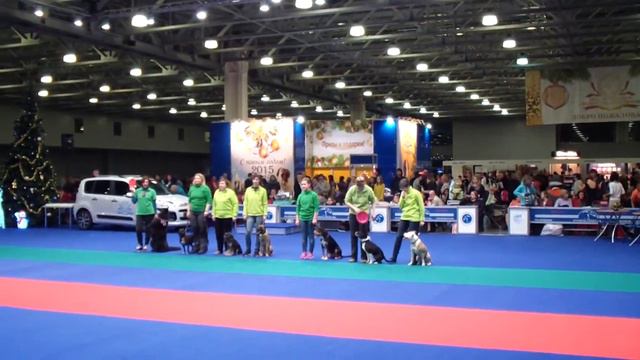 Клуб Диск Хантерс фрисби-фристайл Золотой ошейник финальный выход 2014 12 20 смотреть онлайн