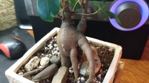 Мои домашние растения. Фикус Микрокарпа Гинсенг. + небольшой вопросик к Вам.