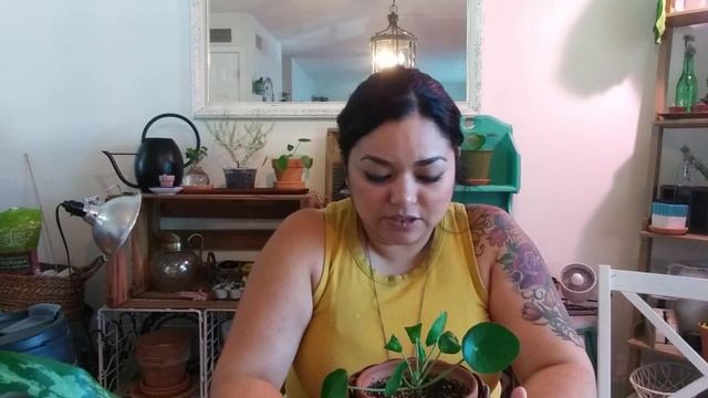 Pilea Peperomioides Houseplant | Pancake Plant | do's and don'ts. Learn from my mistakes #pilea смотреть онлайн