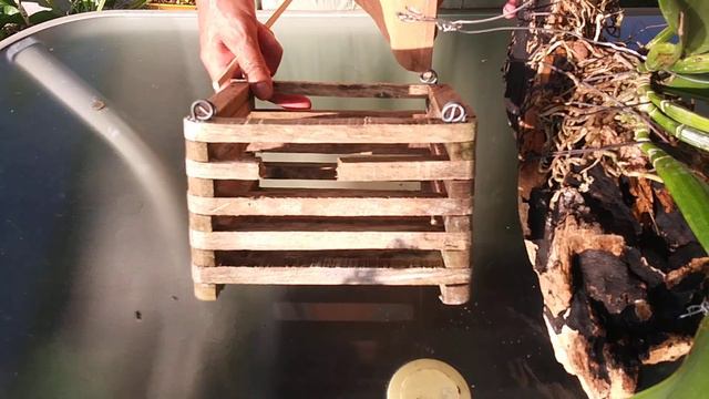 Qué pasó con la Orquídea Cattleya de esta Canasta?😟. смотреть онлайн