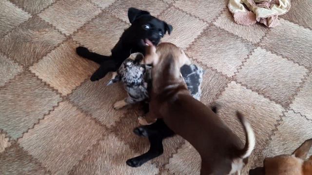 Бои без правил 