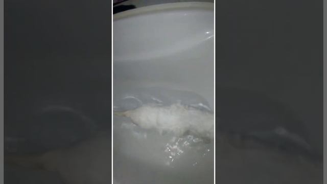 ??Купание котёнка.Мокрый котенок. Приучаем к водным процедурам. смотреть онлайн
