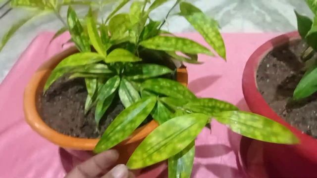 Dracaena golden milky plant/Dracaena sarculosa/Golden dracaena , care & propagation смотреть онлайн