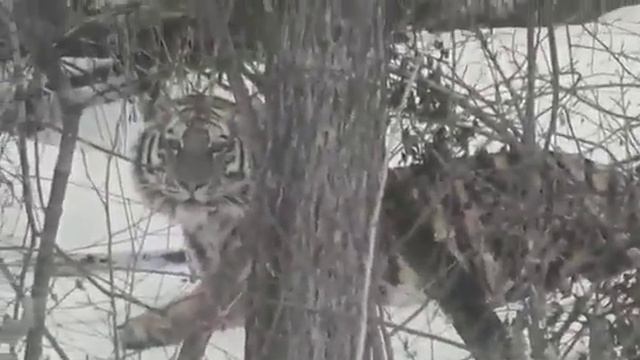 Уссурийский тигр. смотреть онлайн