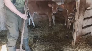 УВЕЛИЧИВАЕМ СТАДО КОРОВ ДЖЕРСИ