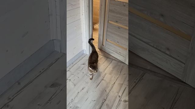 Васька пришел смотреть онлайн