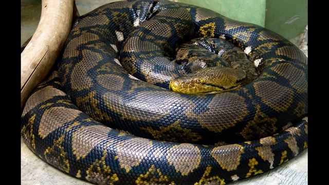 ТИТАНОБОА - Самая гигантская змея за всю историю! смотреть онлайн