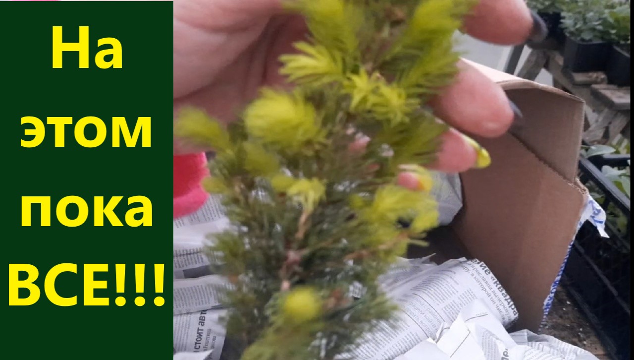 На этом пока все! Распаковка посылки с растениями весна 2023. Хвойные и гортензии. смотреть онлайн