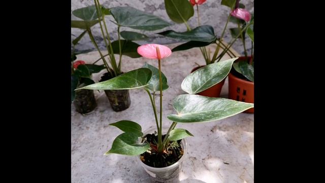 ♦️විකිණී අවසන්♦️ඇන්තූරියම් විකිණීමට Anthurium for sale@subaimaorchids8727 смотреть онлайн