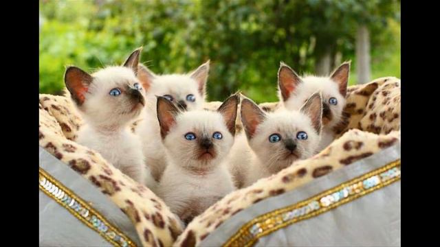 Тайская кошка смотреть онлайн