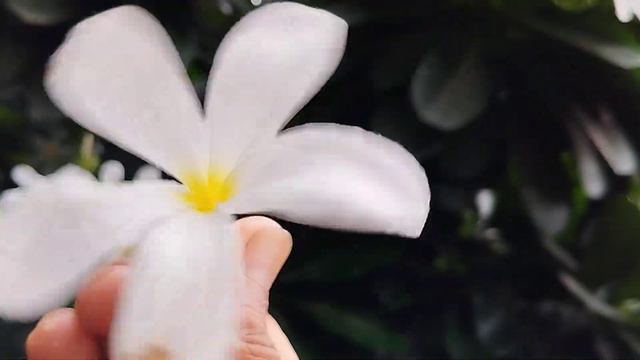 Champa(Plumeria alba) смотреть онлайн