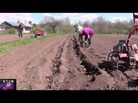 Сажаем картошку смотреть онлайн